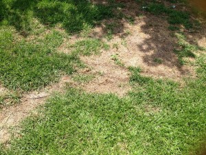 Are Grubs Causing Bald Patches on Your Lawn?