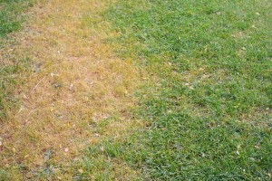 Stopping Brown Grass