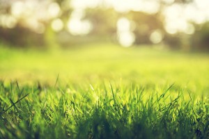 Building a lawn from scratch