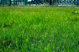 picking the right sod for your lawn