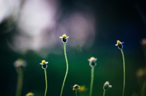 controlling weeds on your lawn