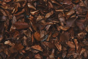 Disposing and Using Leaves