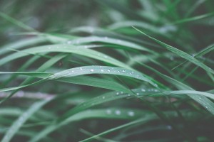 Restoring an Overgrown Lawn