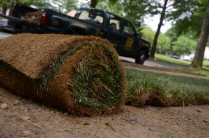 Planting Sod: What You Need to Know to Establish a New Lawn